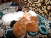 продажа шикарных котят персидской породы