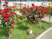 продам штамбовые  розы