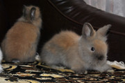 карликовые  кролики