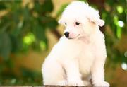 Белоснежные щенки китайской хохлатой собачки