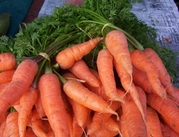 Куплю морковь оптом