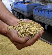 Куплю пшеницу у сельхозпроизводителей