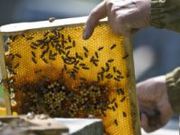пчелосемьи  и пчелопакеты
