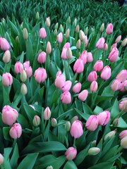 Голландские тюльпаны (Симферополь)