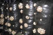 Готовые грибные блоки вешенка и шампиньон купить в Крыму